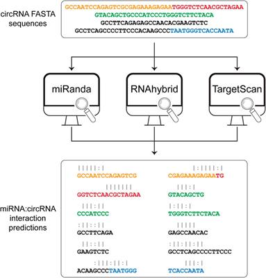 Circr, a Computational Tool to Identify miRNA:circRNA Associations